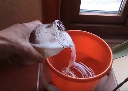 Подкормка настоем яичной скорлупы рассады