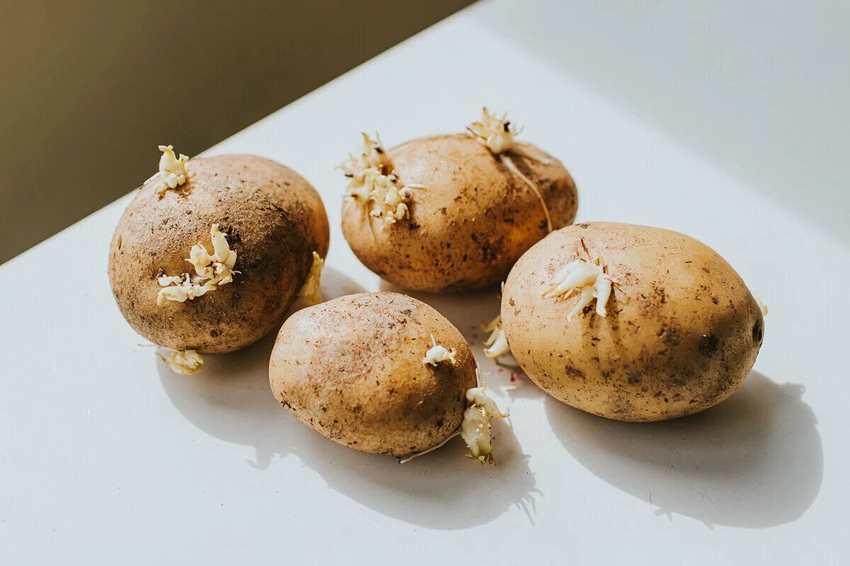 Проросший картофель. Технология подготовки клубней картофеля к посадке. Клубень и столоны картофеля. Подготовка картофеля к ранению. Можно ли есть картошку если она проросла