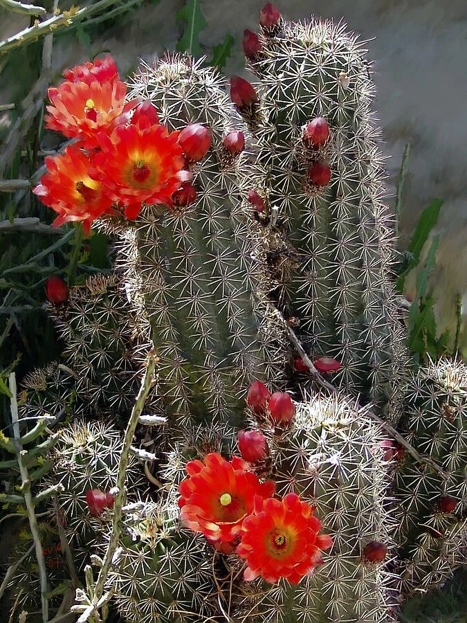 Mexican cactus. Мексика кактусы. Кактус мексиканец домашний. Брлmint кактусы в Мексике. Кактус мексиканский с цветами.