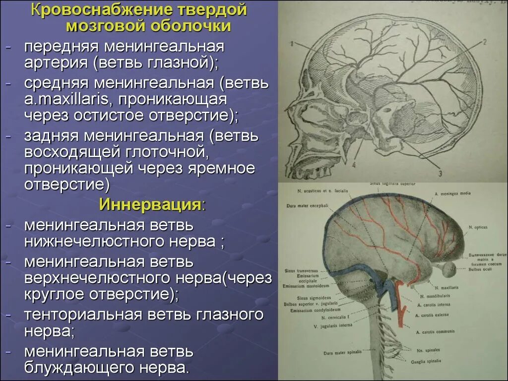 Кровоснабжение твердой мозговой оболочки. Нервы твердой оболочки головного мозга. Топографическая анатомия оболочек головного мозга твердая. Иннервация твердой оболочки головного мозга анатомия.