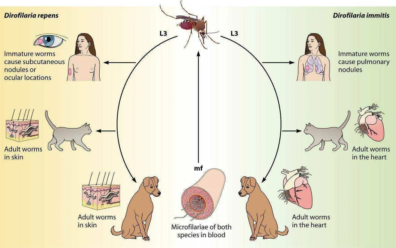 Можно ли считать комара промежуточным хозяином. Жизненный цикл дирофилярии собак. Жизненный цикл дирофилярии у человека. Цикл развития Dirofilaria repens. Dirofilaria repens жизненный цикл.