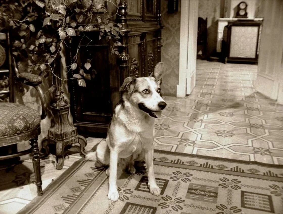 Пес шарик собачье сердце. Собака из собачьего сердца. Профессор преображенский и доктор борменталь. Собачье сердце собака шарик. Собачье сердце собака шарик.