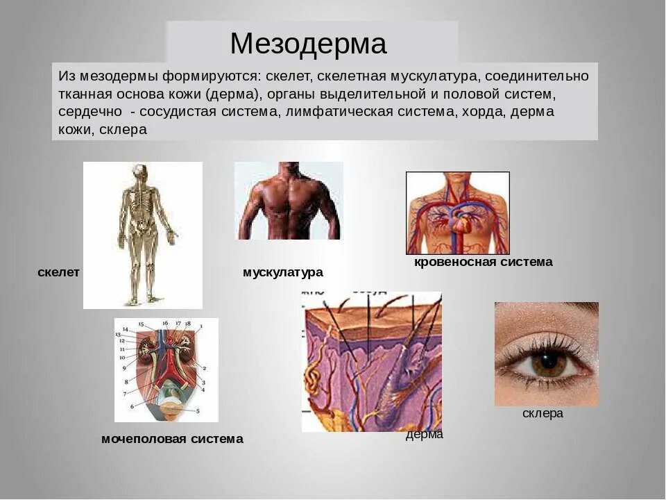 Мезодерма какая система. Мезодерма. Мезодерма у человека. Системы органов из мезодермы. Скелет мезодерма.