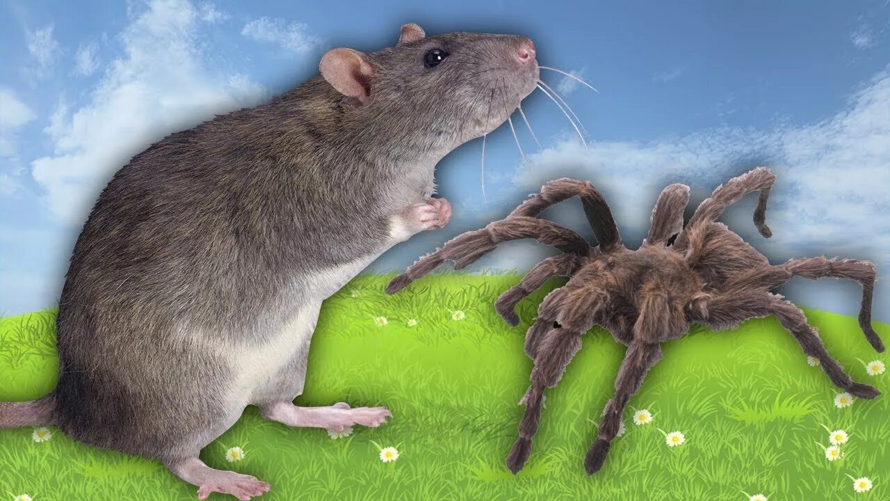 Мыши Эволюция. Симулятор мыши паук.