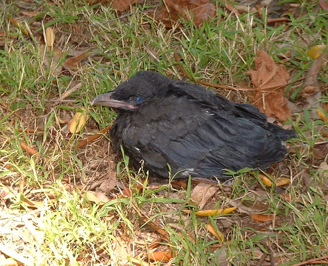 грачонок птенец. слеток грача. птенцы слётки вороны. воронята птицы. птенец грача.