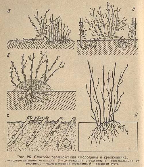 Обрезают ли крыжовник. Черенками смородины отводками крыжовник. Размножение смородины крыжовника отводками. Отводки куста крыжовника. Отводками куста крыжовника..