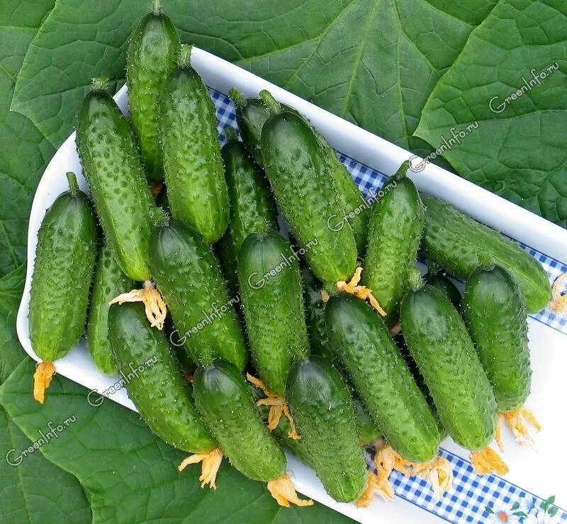 Какой сорт огурцов самый урожайный