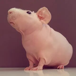 Морская свинка без шерсти