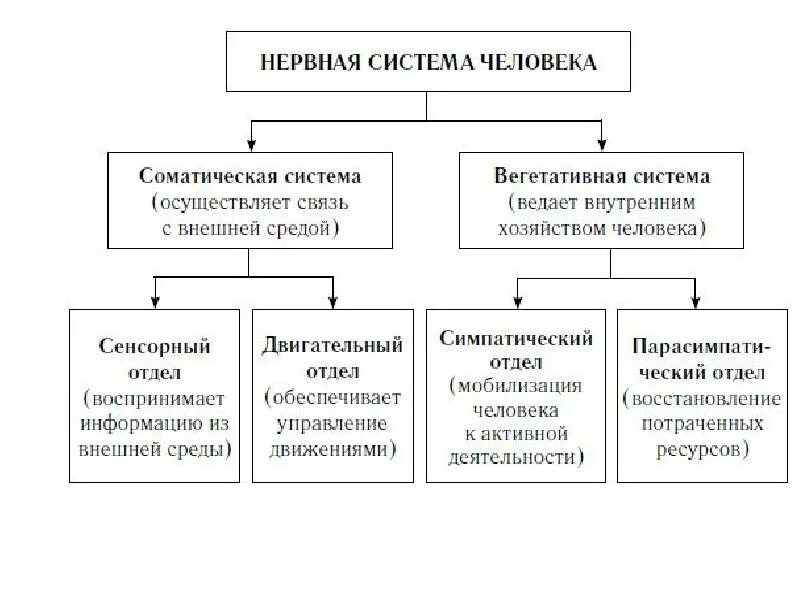 Функции автономного отдела нервной системы. Автономный вегетативный отдел нервной системы схема. функциональные отделы нервной системы. функции нервной системы схема. соматическая нервная система человека схема.