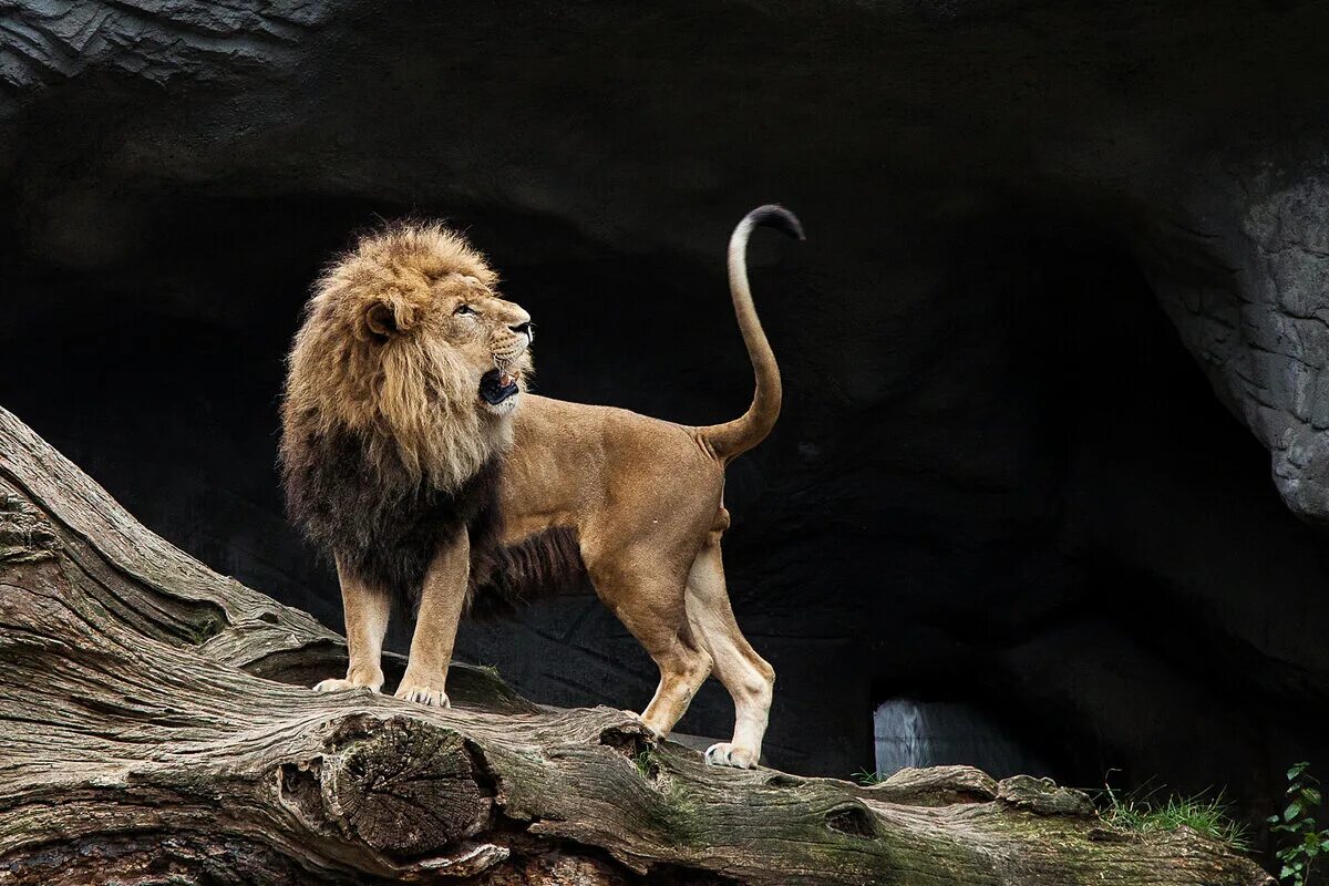 Остриженный наподобие льва. Лев. Африканский Лев. Лев фото. Лев в прыжке.