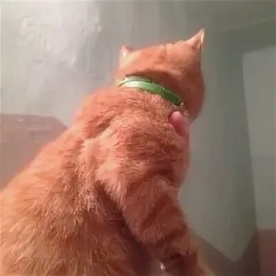 Рыжий кот пермь. Рыжий кот с зеленым ошейником. зеленый ошейник на рыжем котенке. найден кот в зеленом ошейнике. найден рыжий кот пермь.