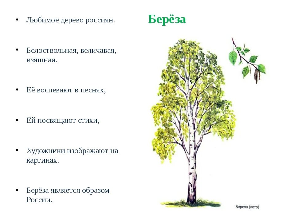Внешние признаки деревьев