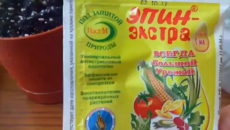 крассула полив. эпин для растений инструкция. эпин-экстра для рассады. опрыскивание эпином. эпин-экстра для рассады томатов.
