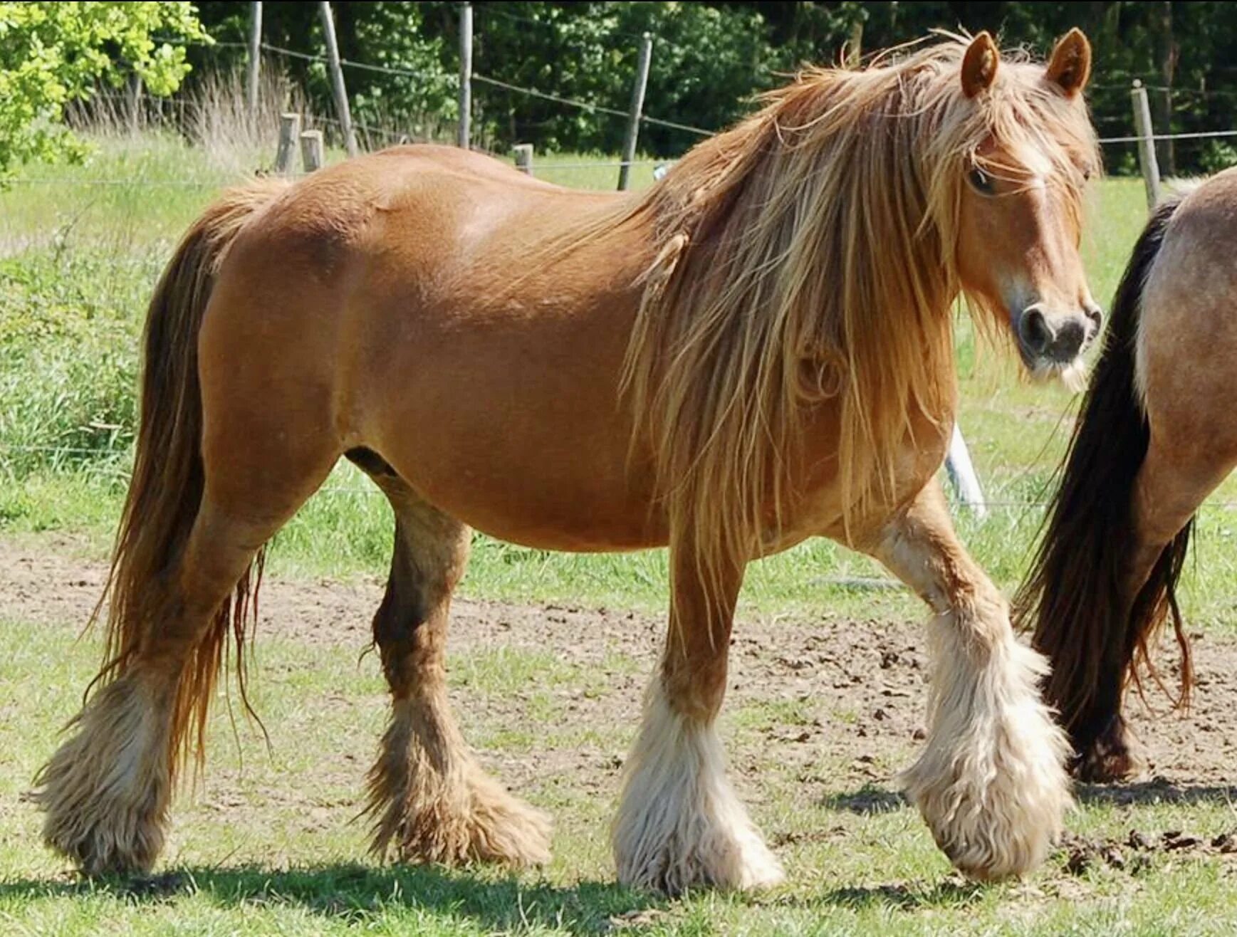 Цыганский тяжеловоз. Порода лошадей Цыганский Ваннер. Лошадь породы Gypsy Vanner. Gypsy COB лошади.