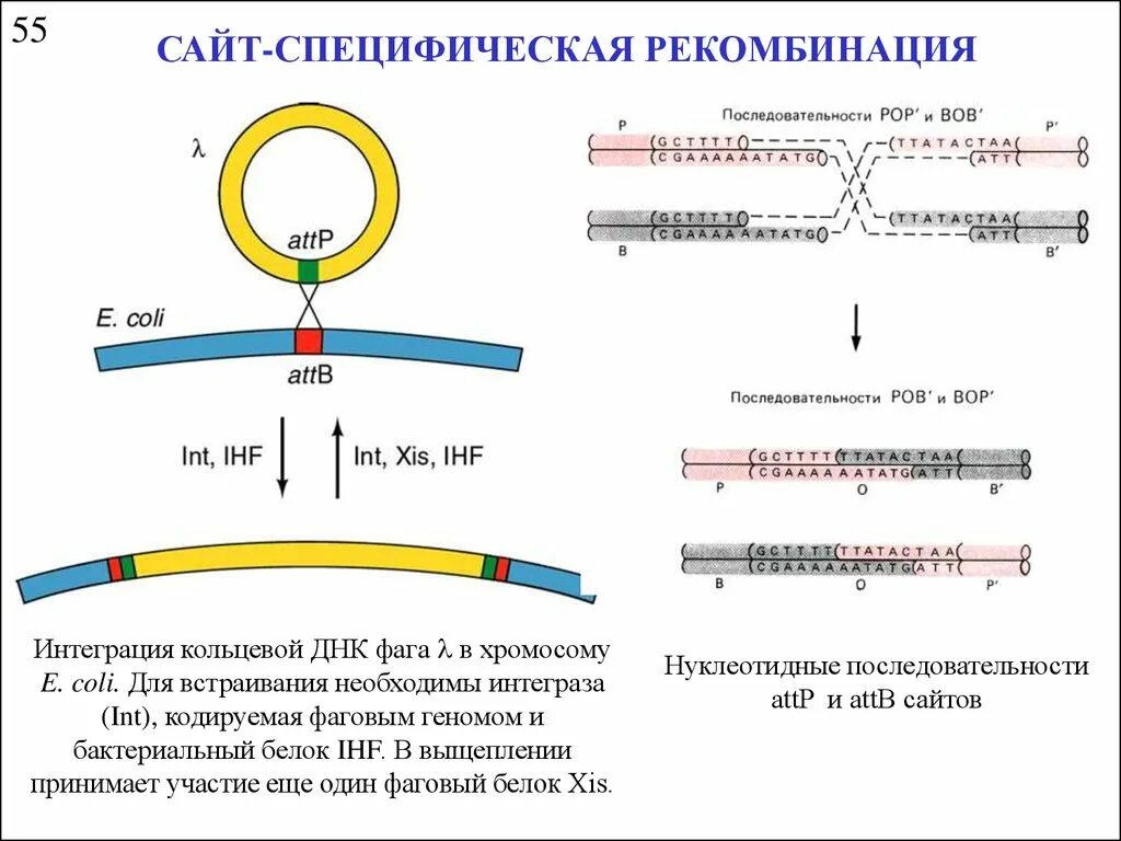 Кольцевая днк прокариот. Сайт специфическая рекомбинация у бактерий. Генетическая рекомбинация схема. Рекомбинация фага лямбда. Генетическая рекомбинация у бактерий схема.