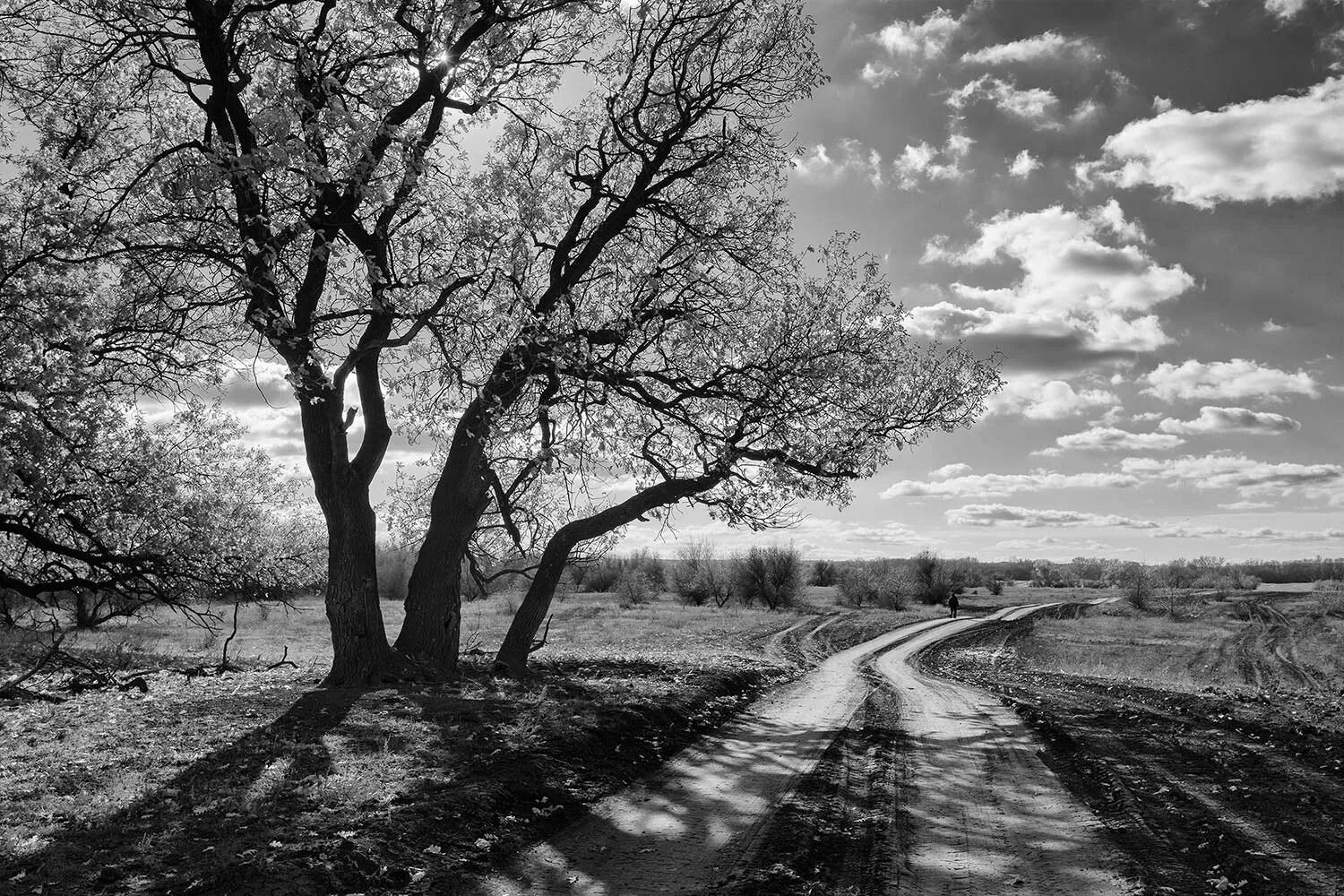 Чб картинки. Черно белый пейзаж. Черно белая природа. Пейзаж ч/б. Природа в черно белом цвете.