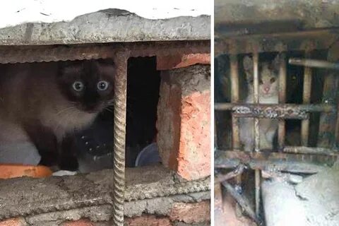 Как выманить кота из подполья