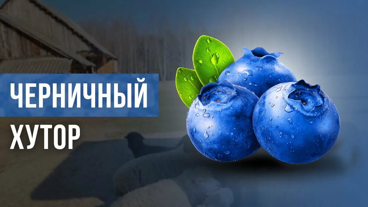 Черничный хутор телеграмм канал. Черничный хутор. блок черничный хутор. логотип черничный хутор. черничный хутор вк.