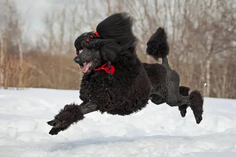 Бегущий пудель