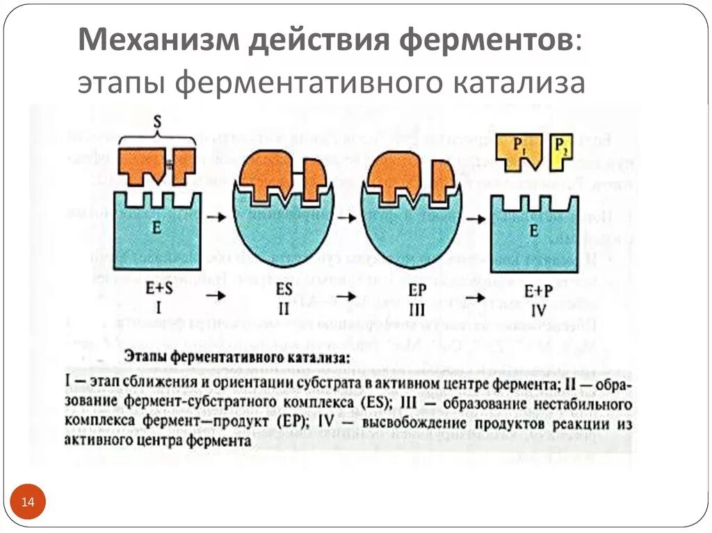 Этапы действия ферментов