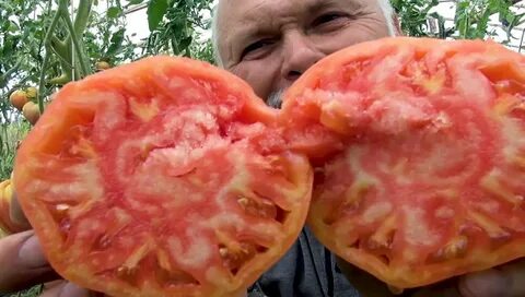Томат заря