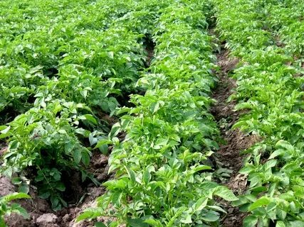 Potato planting
