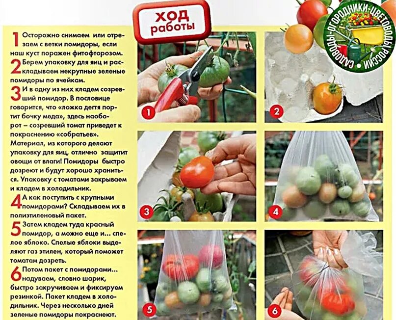 Как быстрее поспеть помидоры