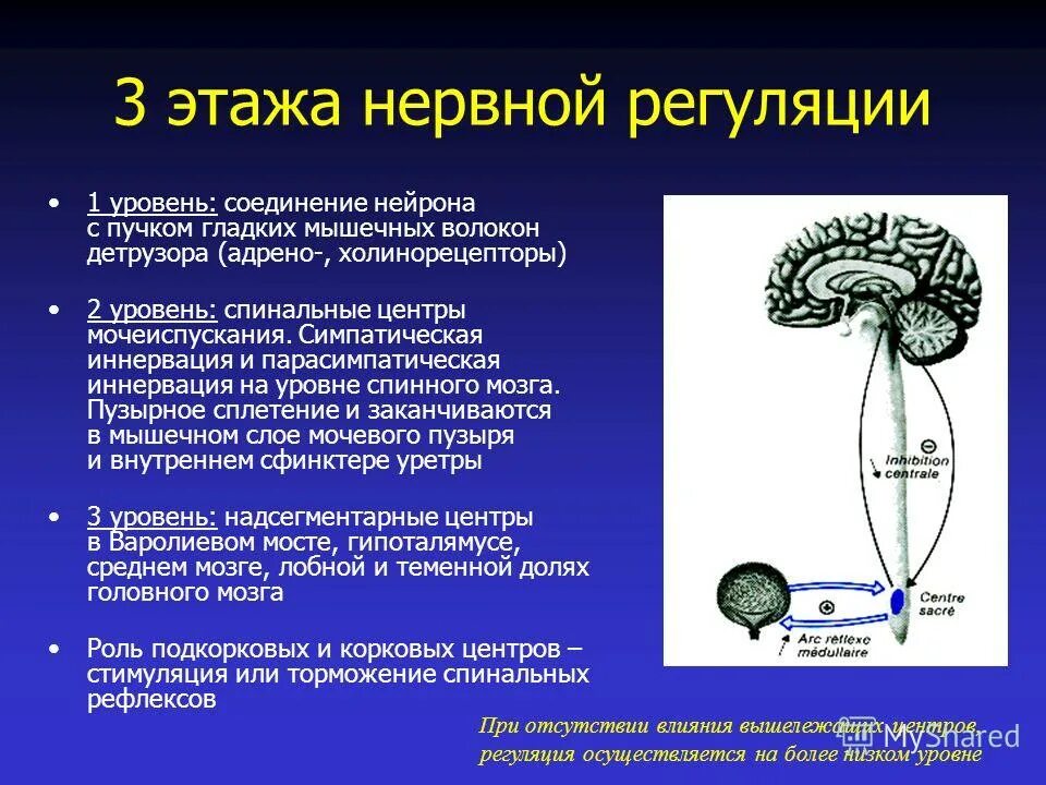 рефлекторная дуга акта мочеиспускания. где находятся центры мочеиспускания. спинномозговые рефлексы мочеиспускание. рефлекторная дуга мочевого пузыря. рефлекторный акт мочеиспускания.