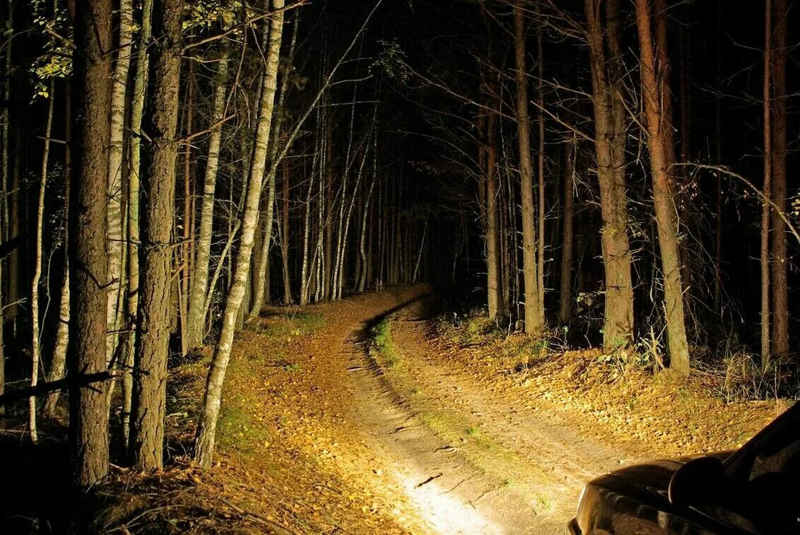 Ночью в лесу 3 класс. Лесная дорога. Ночная дорога в лесу. Лесная дорога ночью. Дорога в лесу ночью.