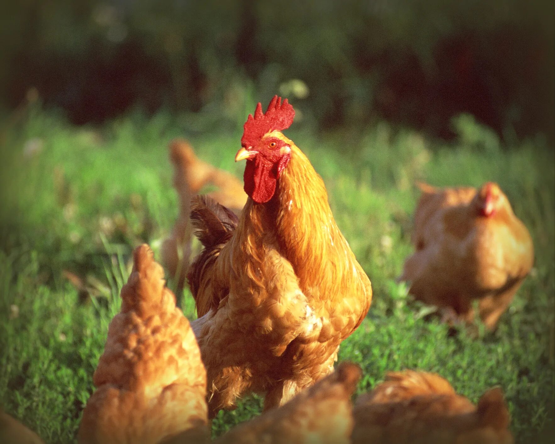 5 chickens