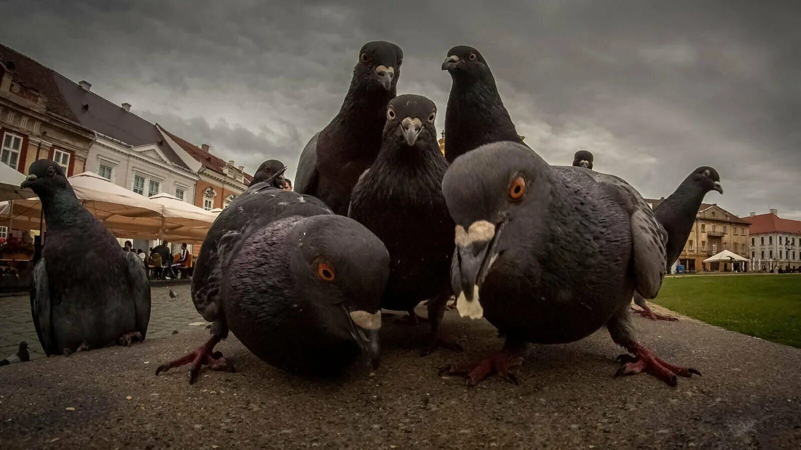 Включи голуби. Включи голуби