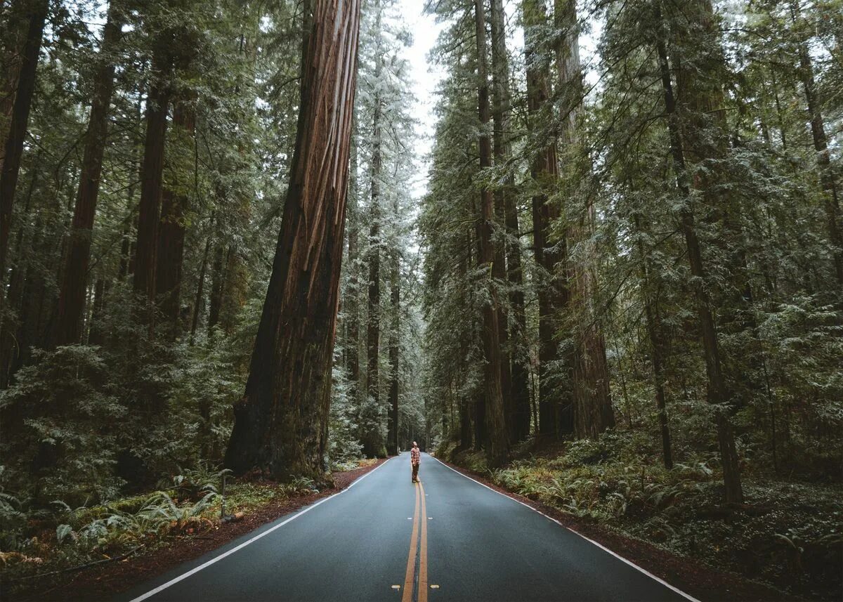 Dynamic forest