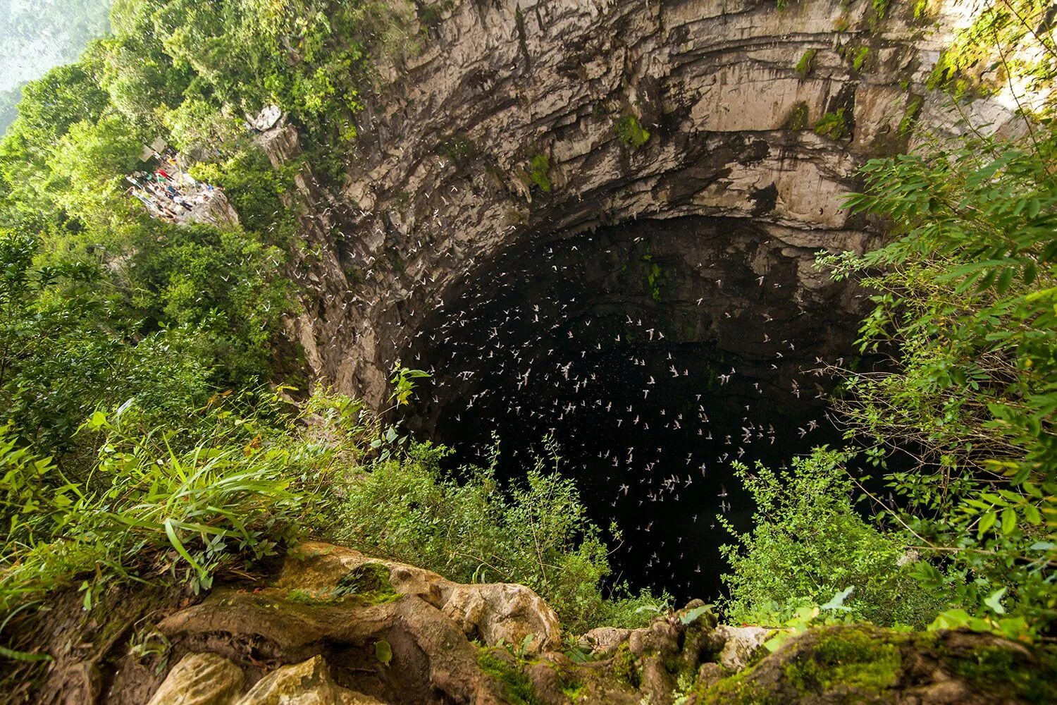Caves de. Пещера Сотано-де-Лас-Голондринас. Пещера ласточек в Мексике. Сан Луис Потоси пещера ласточек. Пещера ласточек - Сотано де Лас Голондринас.