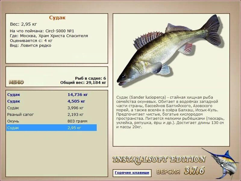 какой вес судака. судак рыба размеры. вес судака в зависимости от возраста. размер и вес судака таблица. хищная рыба семейства окуневых.