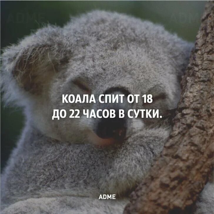 Коалы спят 22 часа в сутки!. Сколько спят коалы