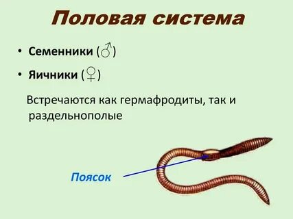 Половая система гермафродита