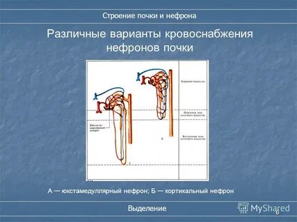 Юга почек