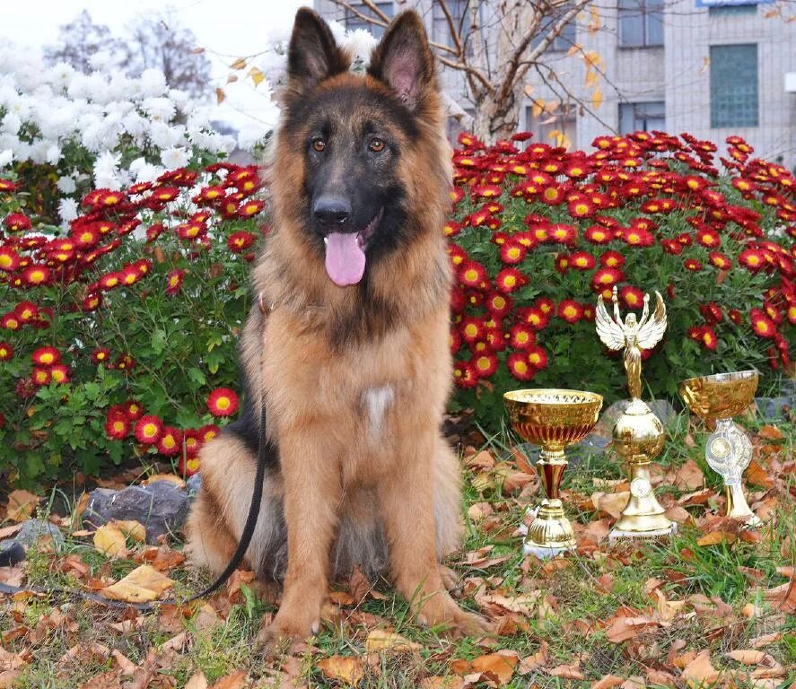 красивые имена для собак мальчиков овчарок. немецкая овчарка длинношерстная щенки. имена для немецкой овчарки. щенок овчарки. овчарка лучшие имена.
