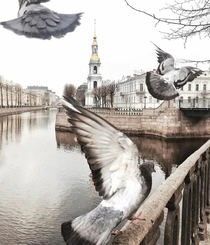 Чайки петербурга. Ворона питерская. Птицы санкт-петербурга. Птицы санкт-петербурга. Атмосферный питер.