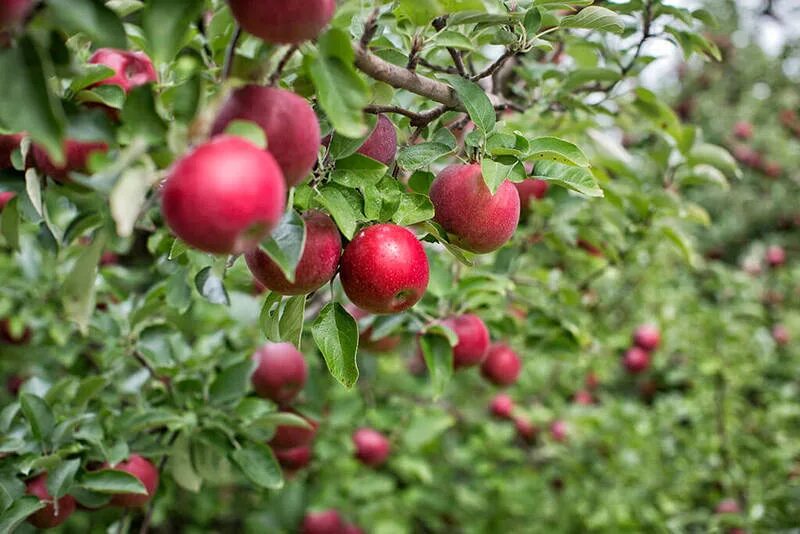 В саду где растут яблоки 2 сортов. Яблоня елабужанка. Яблоки растут. Летом растут яблоки. Культивирование яблони.