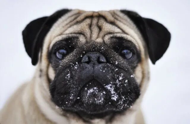 brown dress with white dots: Photo Cute pugs, Pugs, Dogs