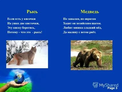 Загадка рысь