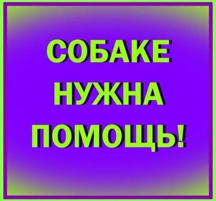 Нужно помочь собаке. Нужна помощь собаке. Нужна помощь. Срочно нужна помощь собаке. Щенку нужна помощь.