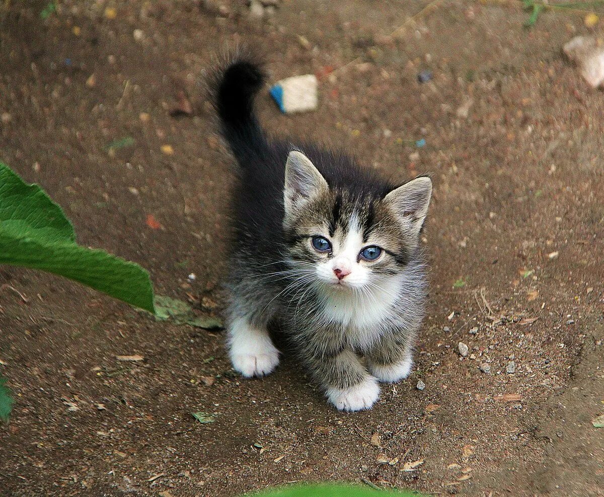 Фото мяу. Деревенский котенок. Котята в деревне. Котики в деревне маленькие. Деревенская кошка.