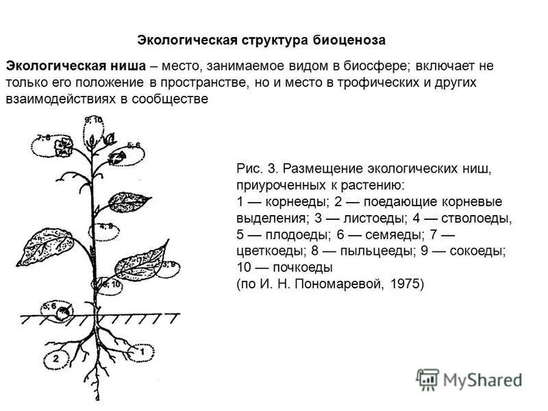 Биология лабораторная работа описание экологической ниши организма. Экологическая структура структура биоценоза. Экологическая структура биоценоза экологическая ниша. Структура экологических ниш. Экологическая ниша структура.