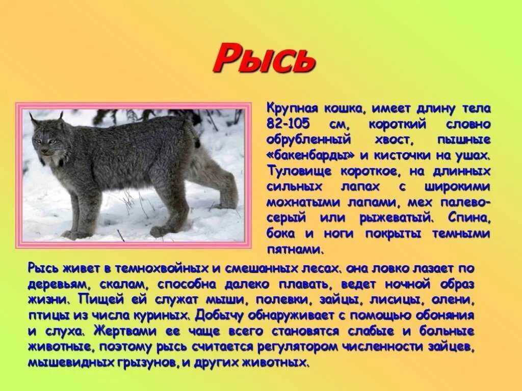 Рассказы о животных. Рассказ о животном. Описание животных. Небольшой рассказ о животных.