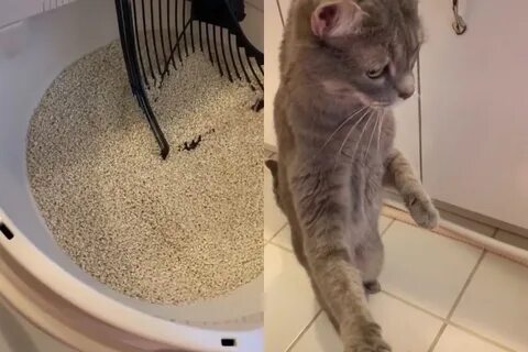 Показать кошачьи видео