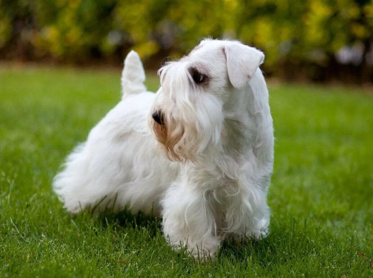 Силихем терьеры щенки. Силихем терьер. Силихем-терьер терьеры. Силихем терьер. Силихем терьер.