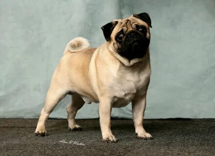 Ло ши