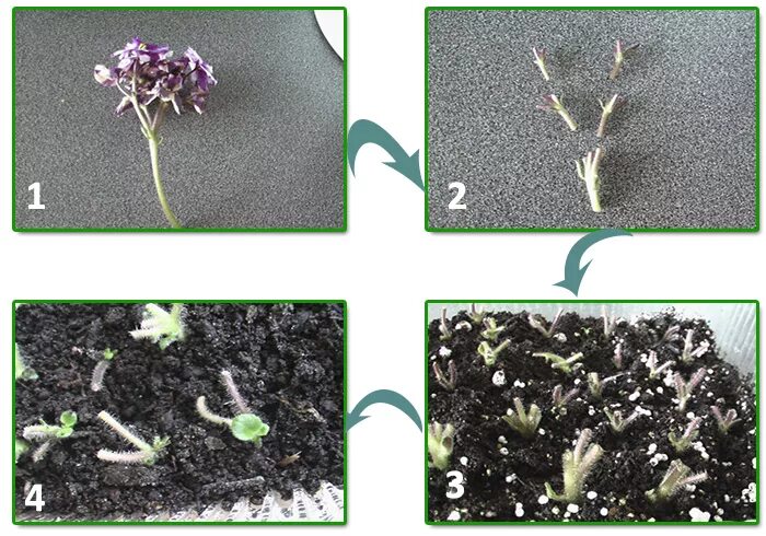 Фиалки комнатные размножение в домашних. Размножение сенполии листовым черенком. Фиалка узамбарская листовые черенки. Размножение фиалки листовыми черенками. Размножение фиалок цветоносами.